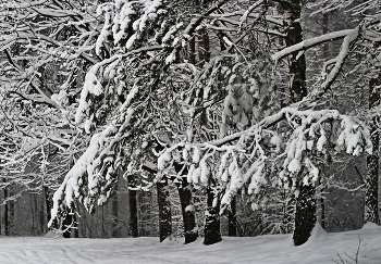 Ветки отяжелели от снега... / Зимняя снежная погода...