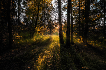 В лесу на закате / ***