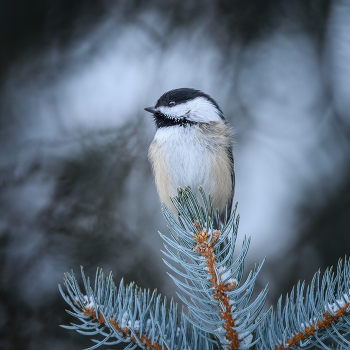 Черношапочная гаичка / Черношапочная гаичка
Обитает в Северной Америке. Ареал захватывает большую часть территории Канады и примерно две трети территории США
====
...,мне нравится предпраздничная атмосфера!
Соблюдая традиции хочу пожелать всем в 2022 году доброго здоровья и всего самого доброго!
И еще : Спасибо всем , кто оставлял коментарии к моим работам или просто добавлял свое мнение путем клика "Like"
