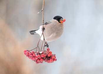Рябиновый перекус / .....
