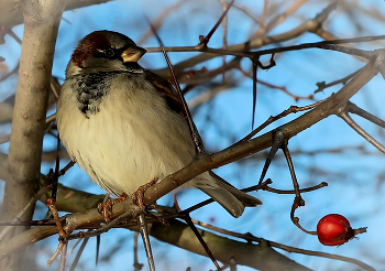А вот уже и Новый 2022 Год ! / Пусть в Новом Году природа нам дарит красоту, обилие и радостное настроение !!!