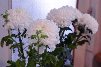 Хризантемы / Букет к Новому году