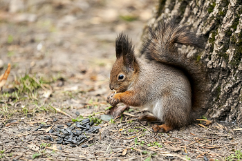 Лесная хозяйка / ***