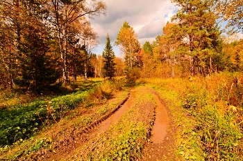 Осень. / сентябрь,осень,Башкирия,лес,лесная дорога