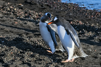 Разговор после купания / Пингвины, вышедшие из моря.