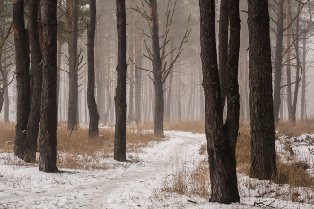 В зимнем лесу / зимний лес