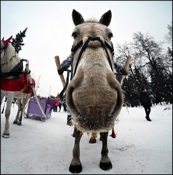 Лошадка из парка / Лошадка из парка