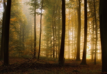 Прошедшая осень / Туманное утро в осеннем лесу .Зарисовка .