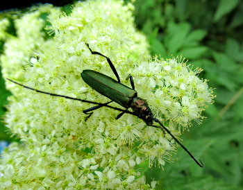 Все мужчины завидуют - усы длиннее тела! / Усач мускусный или aromia moschata.