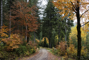 Осенняя прогулка. / Осень,прогулка,лес,октябрь,цвета осени