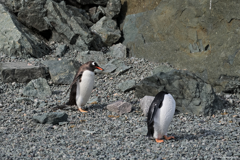 Догнать безголового / Два пингвина на острове Данко