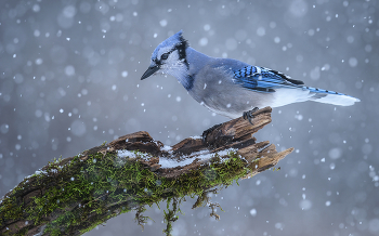 Blue Jay / Голубые сойки известны своим интеллектом и сложными социальными системами с крепкими семейными узами. Их пристрастие к желудям приписывают помощь в распространении дубов после последнего ледникового периода.
==========
Blue Jays are known for their intelligence and complex social systems with tight family bonds. Their fondness for acorns is credited with helping spread oak trees after the last glacial period.