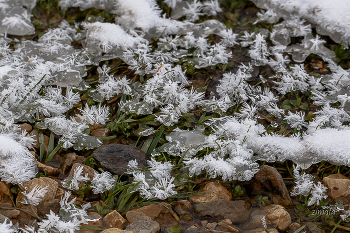 льдинки на траве / зимняя красота