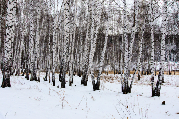 Зимний березовый лес / Красноярский край