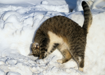 Я валяюсь / кошка заигрывает