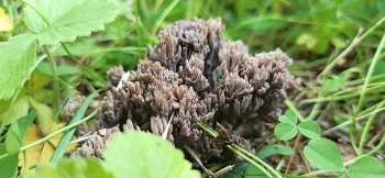 Телефора Пальчатая / Грибы Сибири. Растет в хвойных лесах, часто применялись данные грибы для получения красителей для тканей.