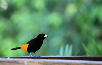 Не сорока, но воровка.. / ***