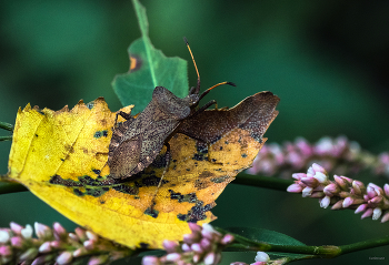 &nbsp; / Краевик щавелевый, или Окаймлённый (Coreus marginatus)
