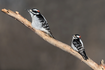 Hairy Woodpecker (male) & Downy woodpecker (male) / схожесть Волосатого дятла с Пушистым очевидна , различия есть , но основная разница в размере
Глядя на полноразмерные снимки каждой особи, зрителю сложно об этом судить.
Конечно мне давным-давно хотелось сделать подобный снимок , где оба вида будут вместе.
=========
the similarity of the Hairy Woodpecker with Downy is obvious, there are differences, but the main difference is in size
Looking at full-size images of each individual, it is difficult for the viewer to judge this.
Of course, I have long wanted to take a picture like this, where both species would be together.