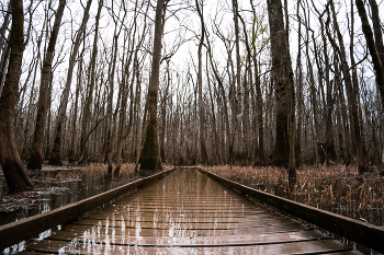 &nbsp; / January in South Carolina