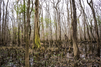 &nbsp; / Congaree National park, South Carolina