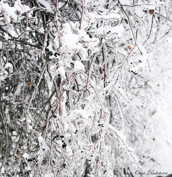 Заснеженные ветки / зима, ветки, снег