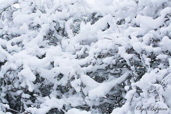 Снег, снег, снег / ветки в снегу, зима