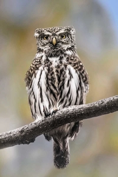 Сыч воробьиный. / Сыч воробьиный (лат. Glaucidium passerinum) — очень маленькая сова, как и все представители рода воробьиных сычей. Длина его тела составляет 
15—19 см, размах крыльев — 35—40 см, длина крыла — 9—11 см, вес — 55—80 г.