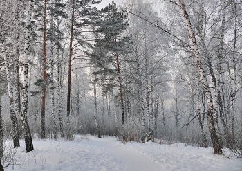 *Зимний лес* / Прогулка по лесопарку