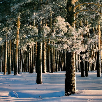 Морозным днём. / Томская область.