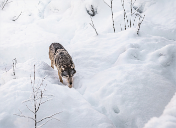 Волчьими тропами / ***