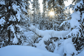 Лес зимой в снегу / Кузбасс, Таштагольский район