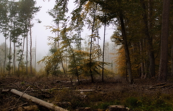 Осенний ералаш / Осенняя чистка леса. Зарисовка .