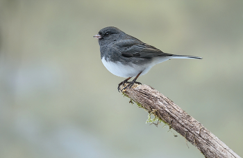 Dark-eyed Junco / Серый юнко.
Птица с невероятными вариациями цвета оперения между популяциями. Как правило, с серым, белым и оттенками коричневого. У всех розоватые клювы и белые внешние рулевые перья. Молодые особи- полосатые. Гнездится в различных лесных местообитаниях, особенно с хвойными деревьями. Зимой встречается в любых лесах, часто стаями. Обычно кормится на земле в поисках семян, но также любит кустарниковые заросли или сорняки. Посещает кормушки. Подвиды включают: грифельно-серый (широко распространенный), орегонский коричневый(запад), розовобокий (Скалистые горы Канада), сероголовый (Скалистые горы и юго-запад США до Мексики), красноспинный (центральная Аризона и Нью-Мексико) и белокрылый ( гнездится в Блэк-Хиллз, зимует в основном в Колорадо).