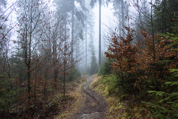 Осенний туман. / Осенний туман,лес,осень,тропинка