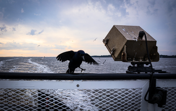 &nbsp; / Ferry life