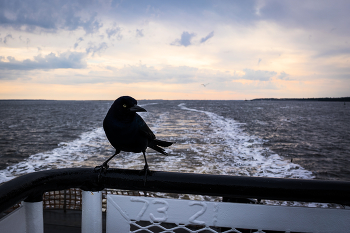 &nbsp; / Ferry life