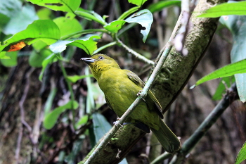 Толстоклювая эуфония (лат. Euphonia laniirostris) Самка. / +++