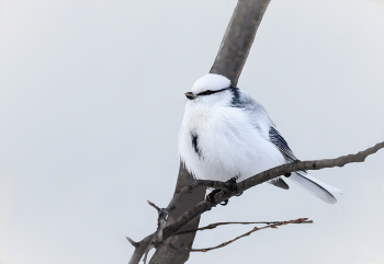 князёк. / белая лазоревка.