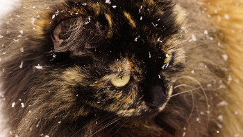 Зимние зарисовки / Снегопад