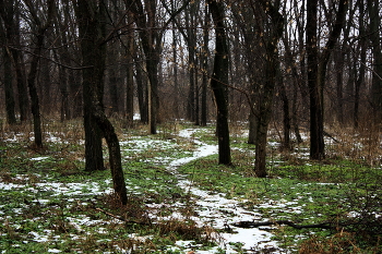 Потеплело... / Деревья, снежная тропинка