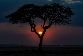 Вечер в саванне / Кения. Национальный парк Амбосели