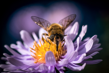 Сладкоежка / пчела на цветке