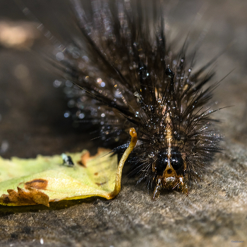 &nbsp; / Медведица Крапивная (Spilosoma urticae Esp.). Гусеница