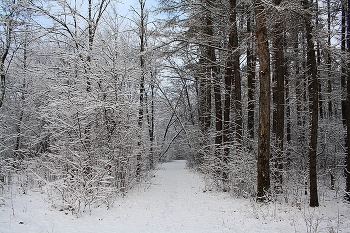 Ноябрь, но уже зима. / Зимой дерева цветут белым цветом.