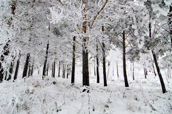 Заснеженный лес / Красноярский край
