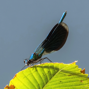 &nbsp; / Красотка темнокрылая, или Девушка (Calopteryx virgo). Самец