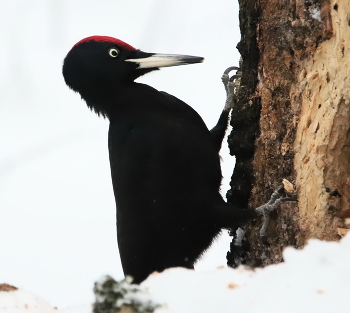 Желна / Черный дятел