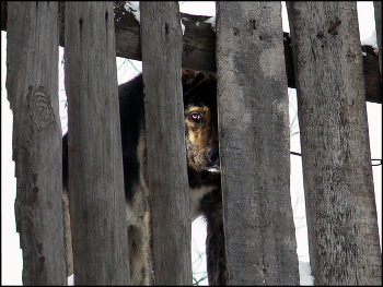 Смотрящий / Смотрящий