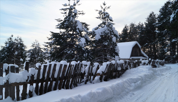 К лесу задом / Зимник